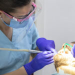 cris smile implant dentar (29)