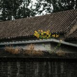 Acoperișuri verzi: ce beneficii reale aduc clădirilor din oraș — REAL ESTATE PROPERTY NEWS
