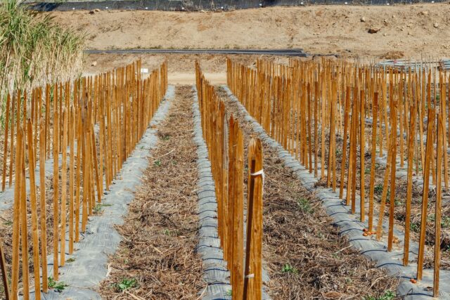 Parcelă de teren liber delimitată cu țăruși, la marginea unei localități, pregătită pentru vânzare